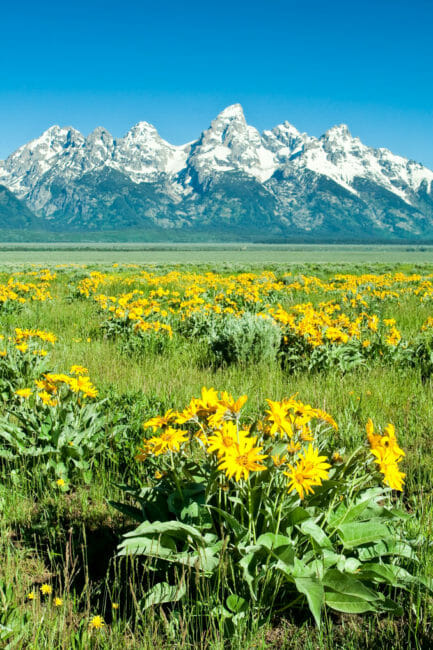 A Field of Balsamroot Flowers With The Tetons Pictured In The Background