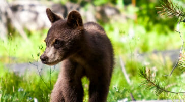 A Black Bear Cub Exploring The Forest In Grand Teton National Park