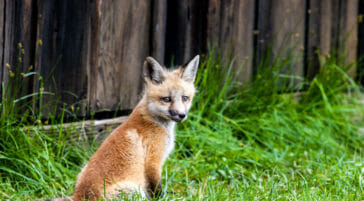 Fox kit in Grand Teton National Park