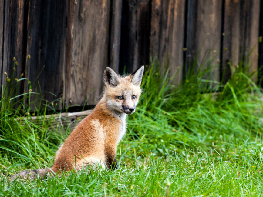 Fox kit in Grand Teton National Park