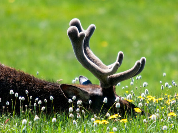A Bull Elk In Velvet Sleeping On A Summer Day In Yellowstone National Park