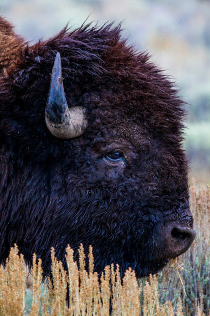 A Closeup Photograph Of A Bull Bison In Yellowstone National Park