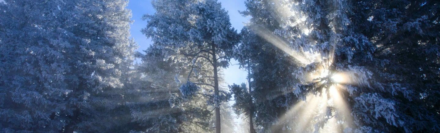 Ghost trees Yellowstone West Thumb Geyser Basin