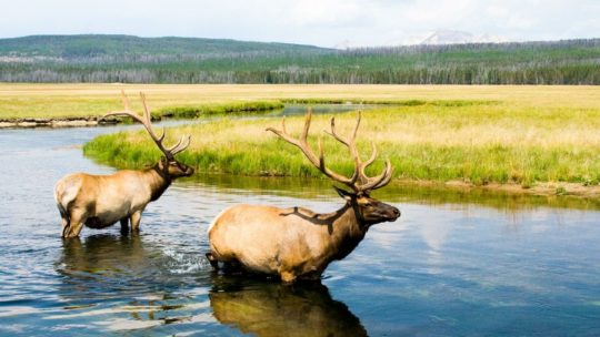 Two bull elk cool off in the Gibbon River