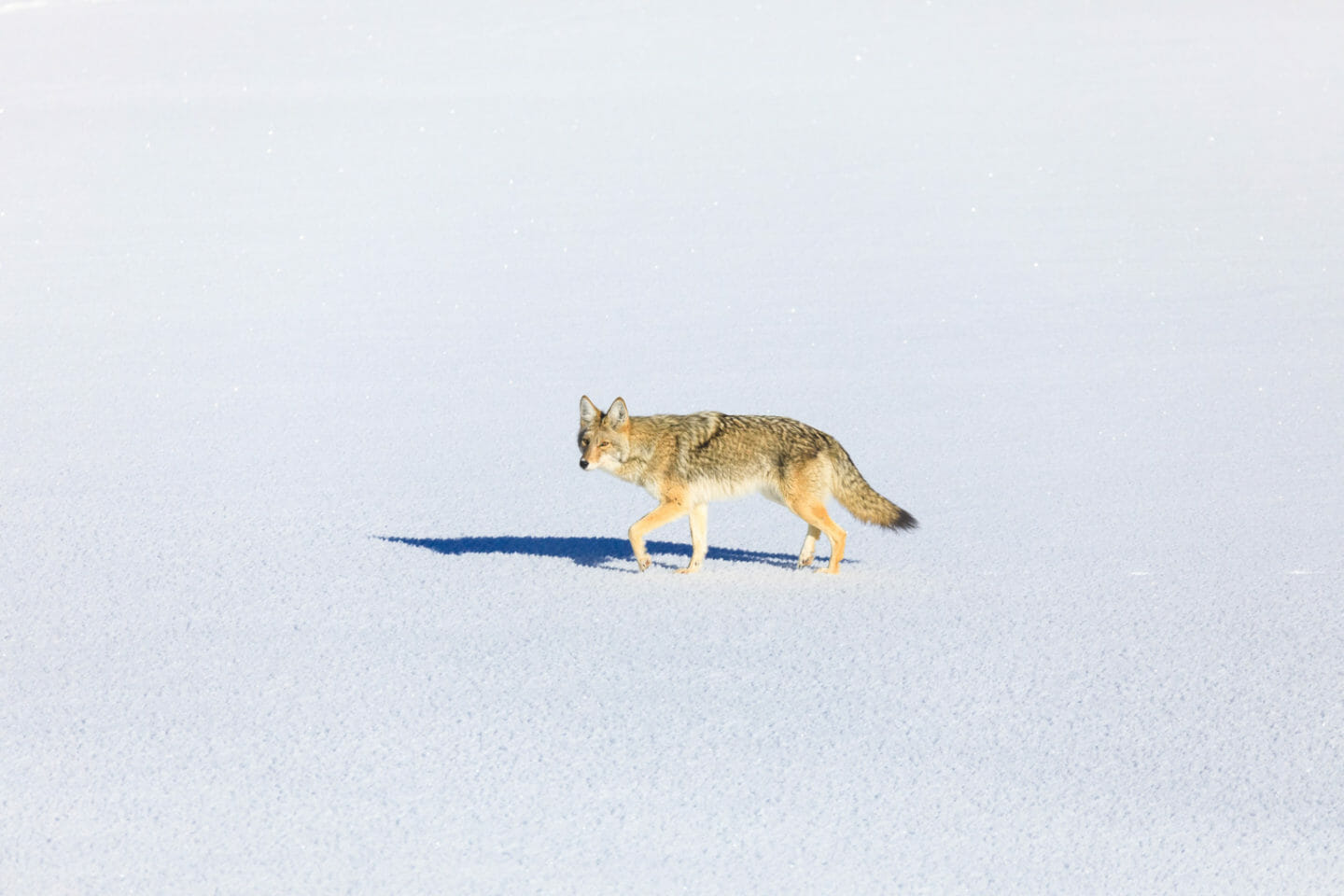 Coyote in winter
