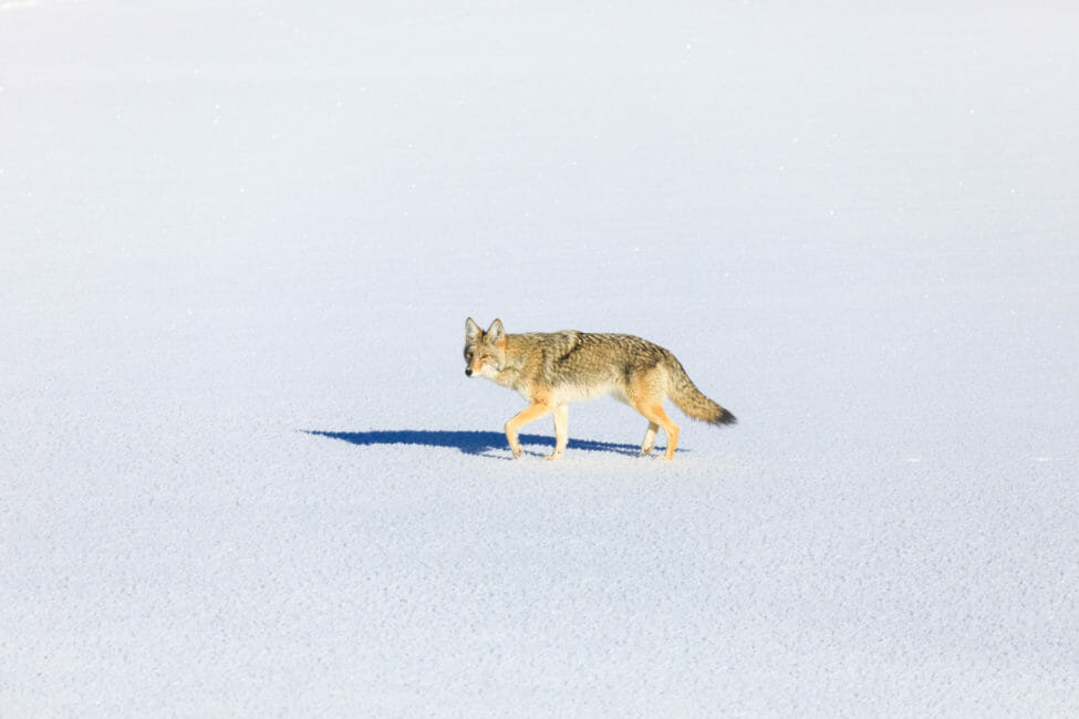 Coyote in winter