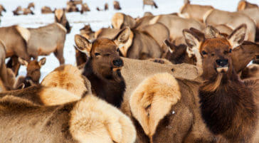 Elk herds national elk refuge jackson hole
