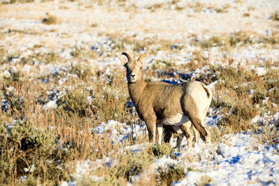 Female bighorn sheep National Elk Refuge