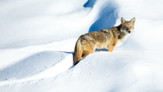 Coyote in Grand Teton National Park