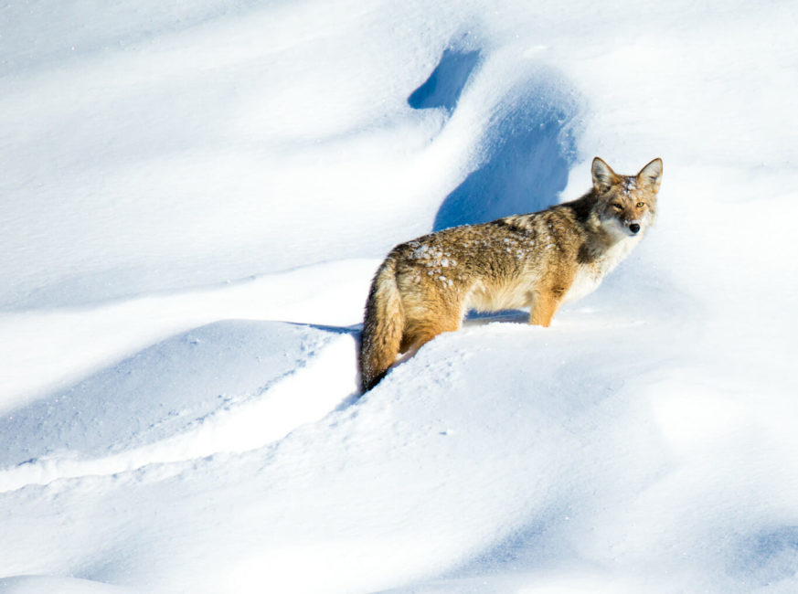 Coyote in Grand Teton National Park