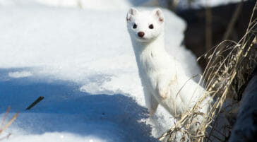 Weasel in winter Jackson Hole