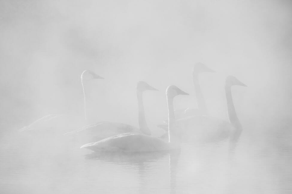 Trumpeter Swans in Jackson Hole Wyoming