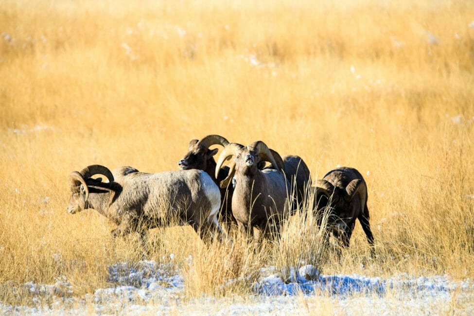 Bighorn sheep on the National Elk Refuge