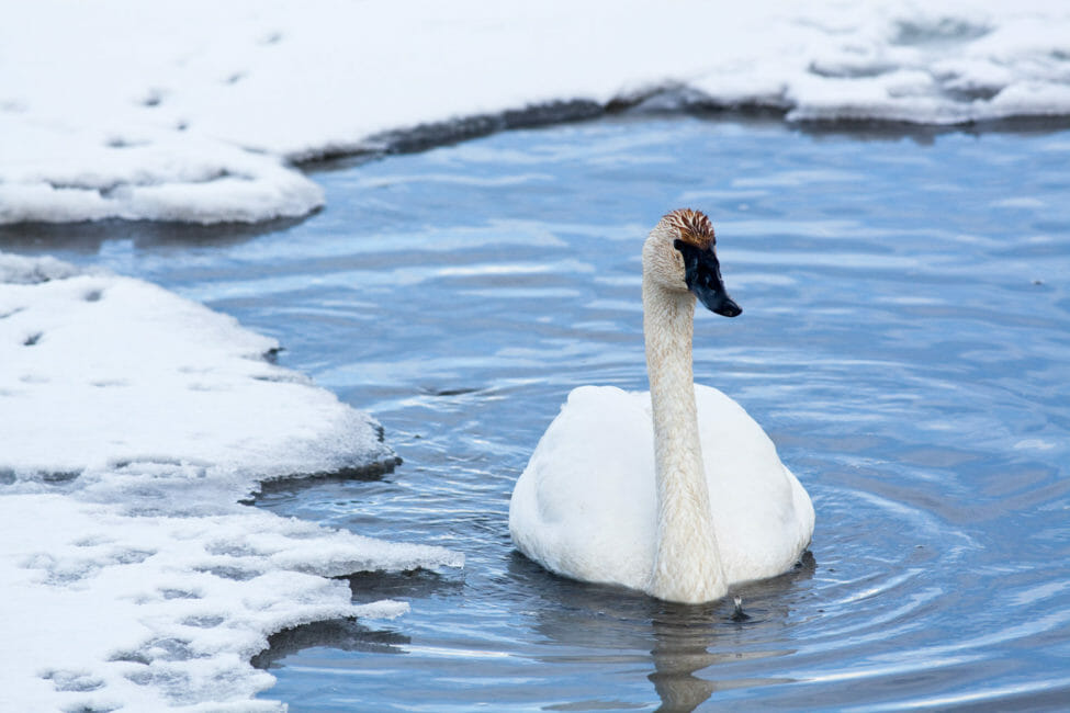Trumpeter Swan on the National Elk Refuge Jackson Hole