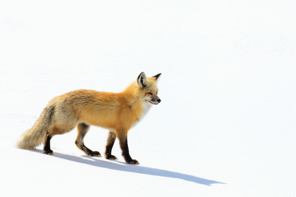 Red fox search for rodents under the snow