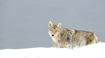 Coyote in Jackson Hole during winter