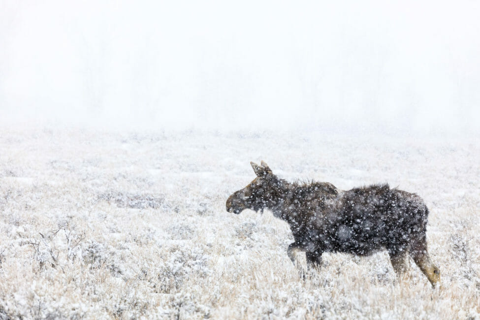 Moose in snow storm Jackson Hole