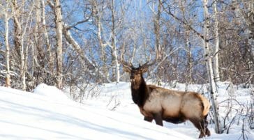 Bull elk wintering in Jackson Hole