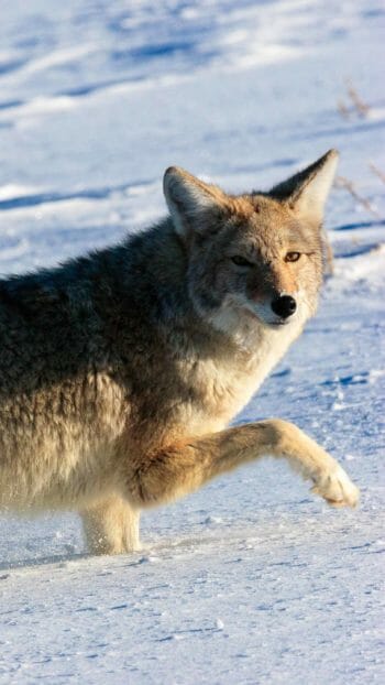 Coyote in the snow