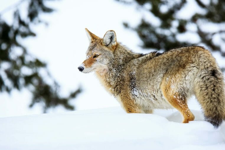 Coyote in Jackson Hole