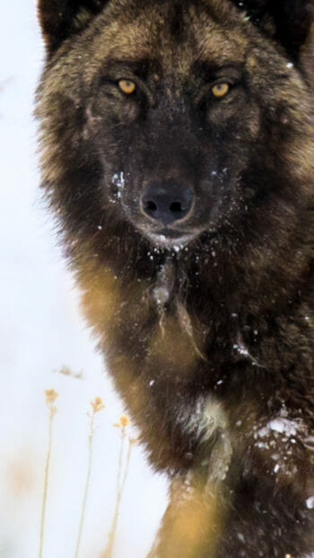 Grey Wolf in Jackson Hole Wyoming during winter