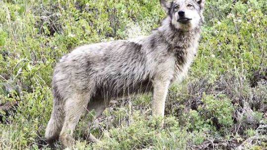 a grey wolf stands in bushes in lamar valley in yellowstone national park