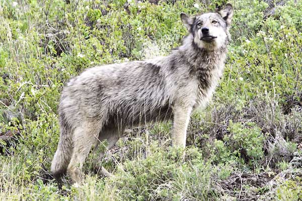 a grey wolf stands in bushes in lamar valley in yellowstone national park