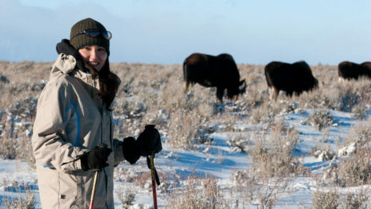 Wintering moose in Grand Teton National Park
