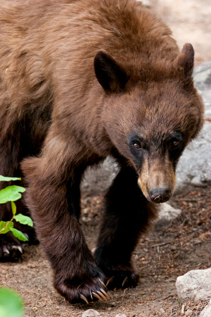 American Black Bear in Grand Teton National Park
