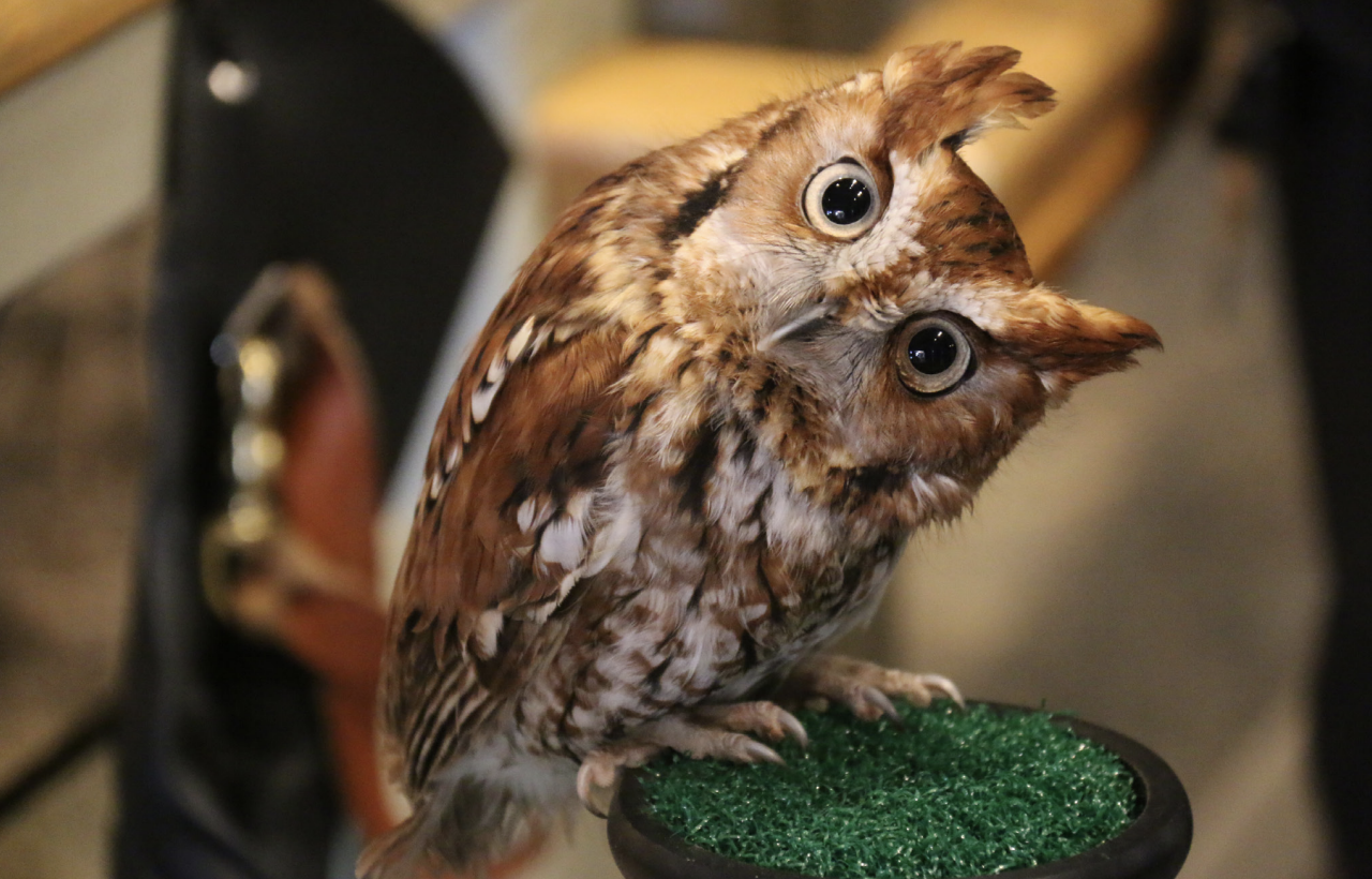 A Rescued Eastern Screech Owl At Teton Raptor Center Looks With Head Tilted At A Visitor