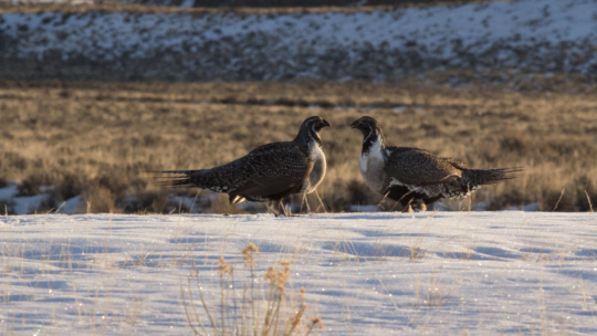 Two Males Vie For Female Attention At A Greater Sage Grouse Lek Site