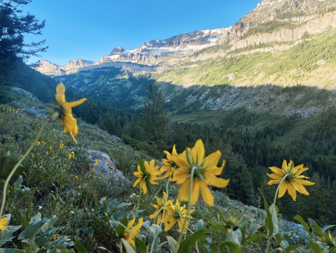 Flowers in the Mountain